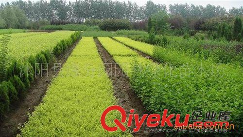 綠化苗木場大量供應(yīng)金葉女貞小苗原始圖片2
