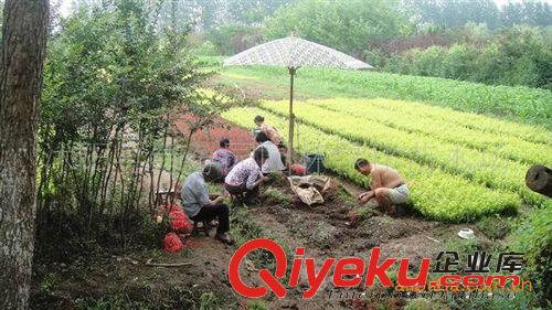 綠化苗木場大量供應(yīng)金葉女貞小苗原始圖片3