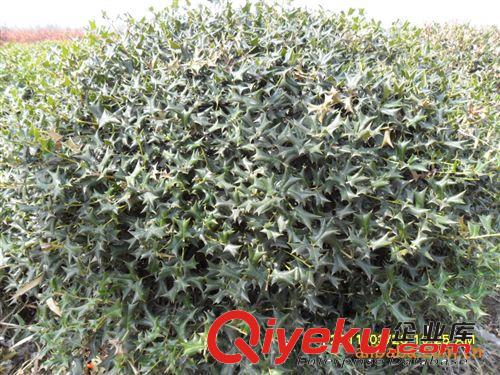 綠化苗木場(chǎng)大量供應(yīng)冬青小苗 冬青球 法國(guó)冬青