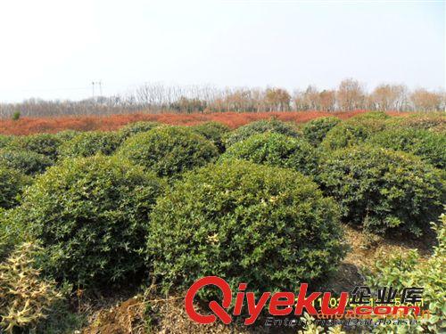大量供應(yīng)枸骨球 枸骨苗原始圖片2