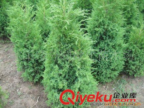 緣分園園林綠化苗木場大量供應蜀檜小苗