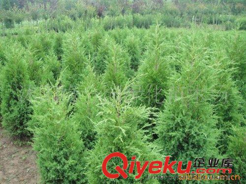 緣分園園林綠化苗木場大量供應蜀檜小苗原始圖片2
