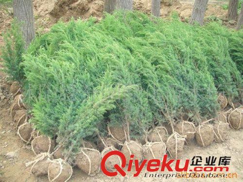緣分園園林綠化苗木場大量供應蜀檜小苗原始圖片3