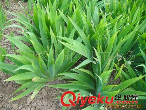 緣分園園林綠化苗木場大量供應蜀檜小苗