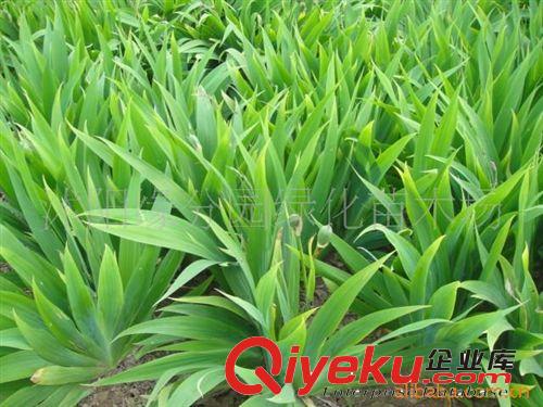 緣分園園林綠化苗木場大量供應(yīng)蝴蝶蘭原始圖片2