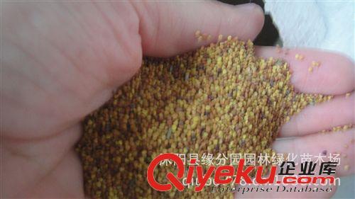 供應(yīng)牧草白三葉種子原始圖片2