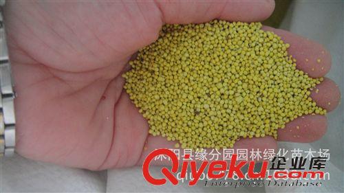 供應(yīng)牧草白三葉種子原始圖片3