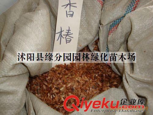 供應(yīng)多年生叢生性草本植物紅三葉種子