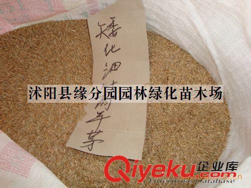 供應(yīng)優(yōu)質(zhì)香椿種子 香椿種苗原始圖片2