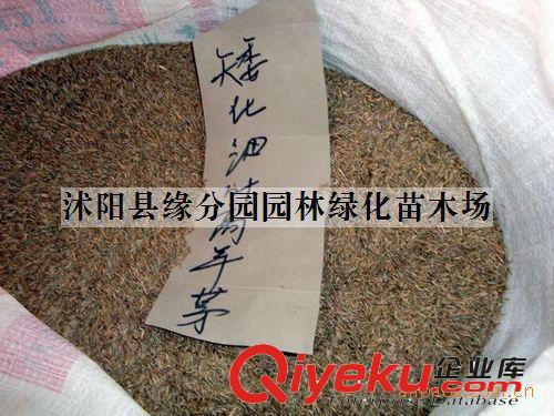 供應(yīng)優(yōu)質(zhì)香椿種子 香椿種苗原始圖片3