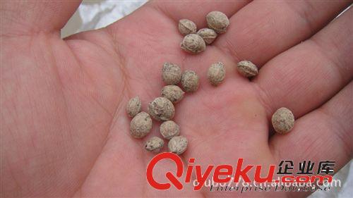 供應(yīng)優(yōu)質(zhì)黃花槐種子 黃花槐種苗原始圖片3