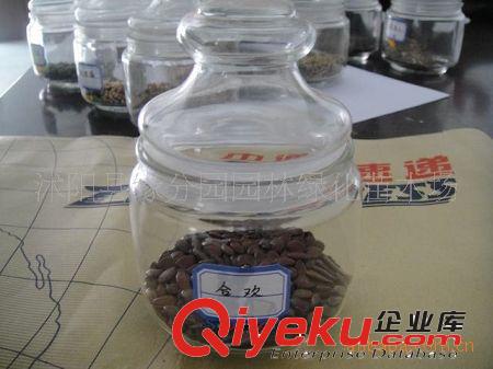 【緣分園】供應牧草種子 魯梅克斯種子（圖）