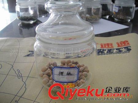供應(yīng)優(yōu)質(zhì)涼子木種子 涼子木種苗原始圖片2