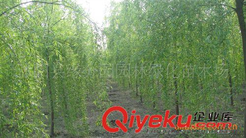 供應優質青皮垂柳  全冠垂柳 胸徑8公分垂柳（圖）