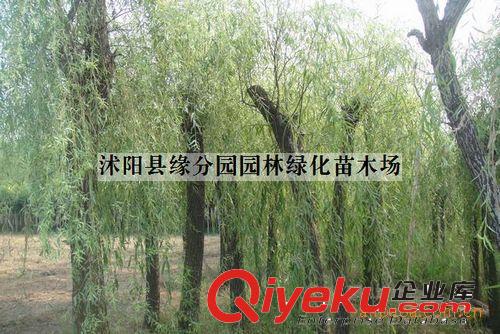 供應優質青皮垂柳  全冠垂柳 胸徑8公分垂柳（圖）