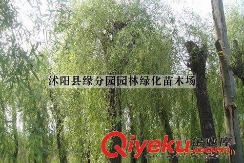 供應優質青皮垂柳  全冠垂柳 胸徑8公分垂柳（圖）