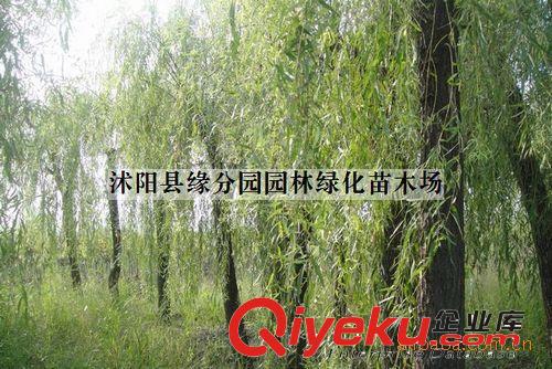 供應(yīng)沭陽(yáng)緣分園垂柳 胸徑20公分垂柳