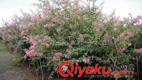 供應(yīng)沭陽(yáng)緣分園紫薇 園林紫薇 紅花紫薇