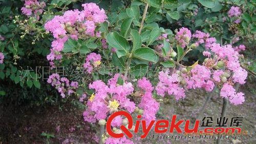 供應(yīng)沭陽緣分園紫薇 園林紫薇 紅花紫薇