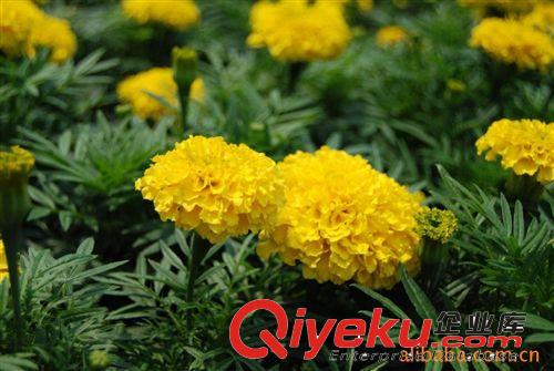 【基地自育】開(kāi)花萬(wàn)壽菊 草花萬(wàn)壽菊 青州萬(wàn)壽菊 萬(wàn)壽菊種植基地