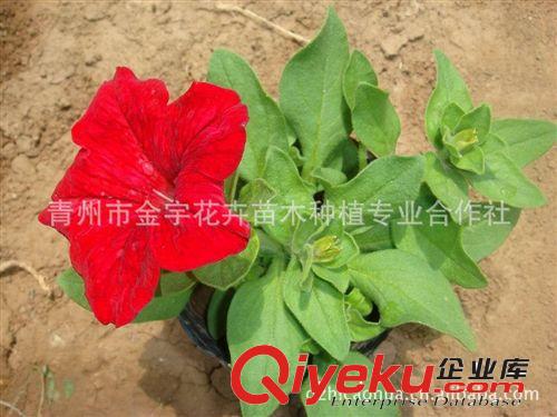 【基地自育】開花矮牽牛 草花矮牽牛 青州矮牽牛 矮牽牛種植基地