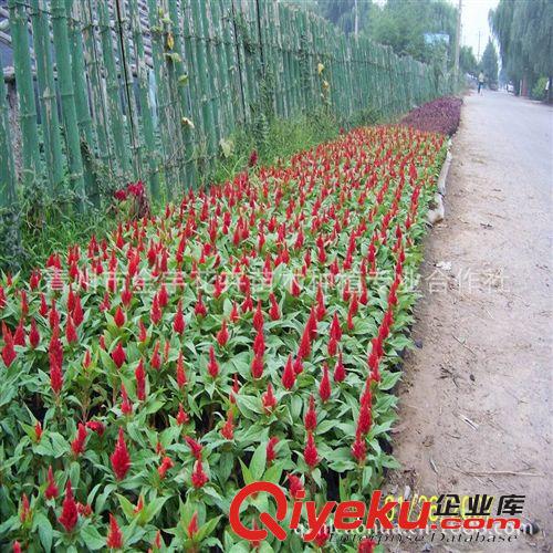 【基地自育】開(kāi)花百日草 青州百日草 草花百日草 百日草種植基地