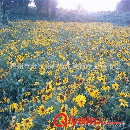 【基地自育】宿根黑心菊 地被黑心菊 黑心菊花卉 黑心菊種植基地