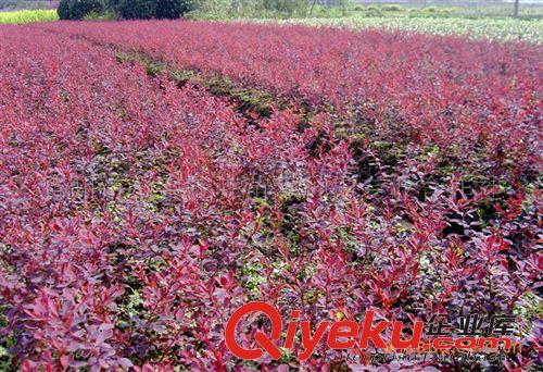 供應(yīng)優(yōu)質(zhì)開花多色地被宿根花卉石竹