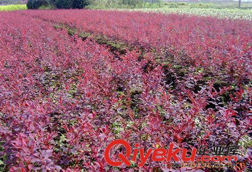 供應(yīng)大紅帽月季、紅寶石月季、豐花月季、微型月季等各種品種月季