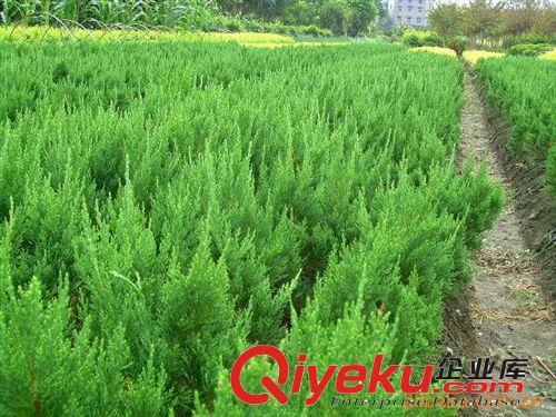 供應(yīng)綠化苗木金葉女貞 小葉黃楊  小龍柏  冬青  尾毛  紅葉小檗原始圖片3