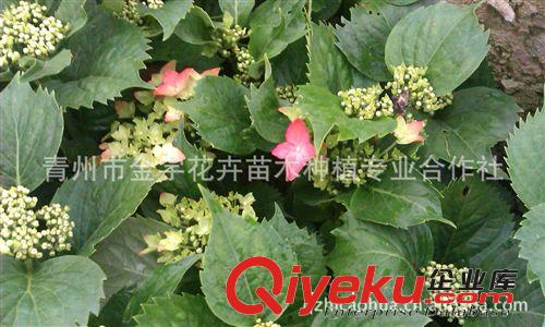 出售優(yōu)質八仙花（繡球 ）400-662-7727