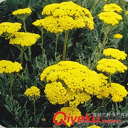 蓍草 粉色蓍草 紫色蓍草 黃色蓍草 zyjl大批量供應(yīng) 廠家直供