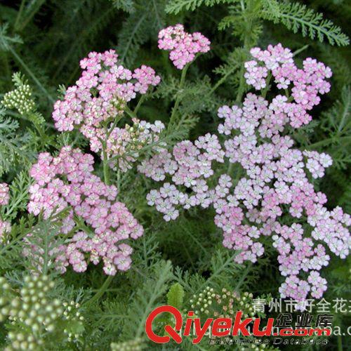 蓍草 粉色蓍草 紫色蓍草 黃色蓍草 zyjl大批量供應(yīng) 廠家直供