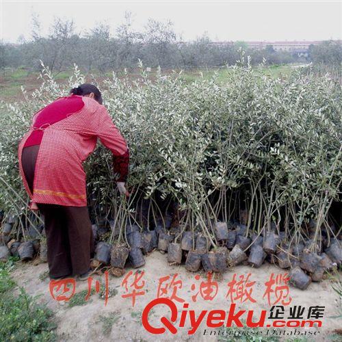 【會員優價】油橄欖果樹苗木，品種選優，果樹苗