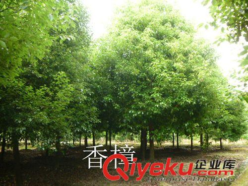 供應綠化苗木，風景樹、行道樹、香樟,歡迎選購！