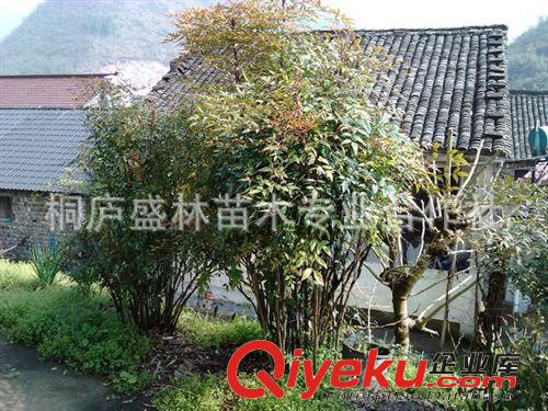 tj供應優質工程苗木南天竹 基地直銷多規格南天竹（圖）
