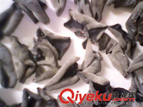 東北特產(chǎn) 秋木耳 小厚鼠耳 黑木耳  彩袋禮盒 規(guī)格1.2原始圖片3