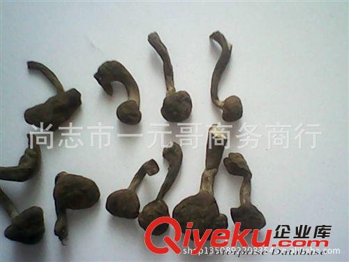 東北特產(chǎn)野生榛蘑菇  蘑菇牙 產(chǎn)地直銷(xiāo)原始圖片2