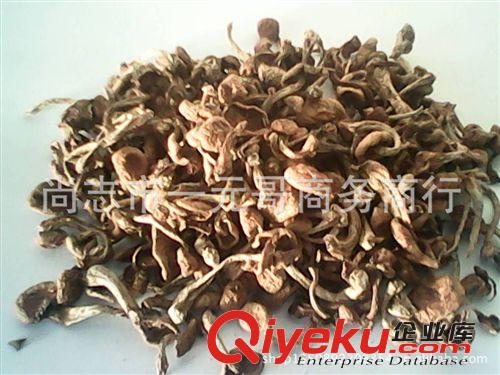 批發(fā)野生東北紅松子  松籽 產(chǎn)地直銷
