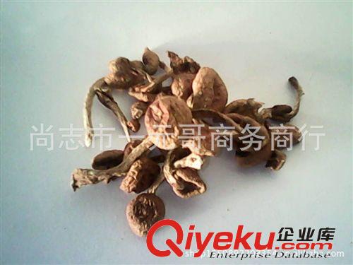 東北干滑子菇 小滑子蘑  新貨干蘑菇 干貨 特極原始圖片2