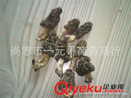 批發(fā)東北羊肚菌 羊肚蘑 羊肚菜 產(chǎn)地直批 限時(shí)限量包郵原始圖片3
