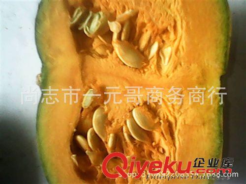 批發(fā)東北羊肚菌 羊肚蘑 羊肚菜 產(chǎn)地直批 限時(shí)限量包郵