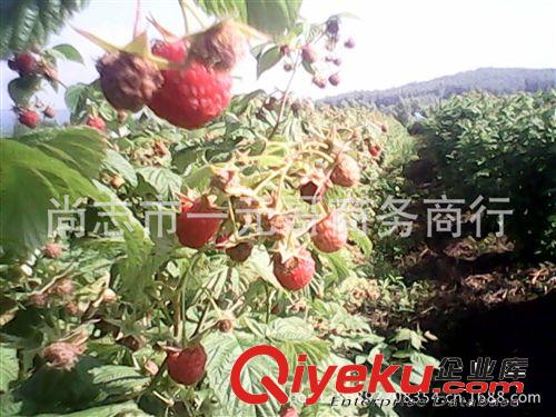預售黑加侖苗 果樹苗 黑醋栗樹苗    當年結果 包郵快遞