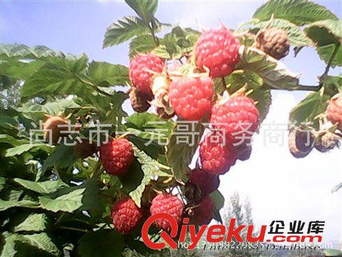 預售紅樹莓果樹苗 覆盆子樹苗 馬林苗   當年結果 包郵快遞原始圖片2