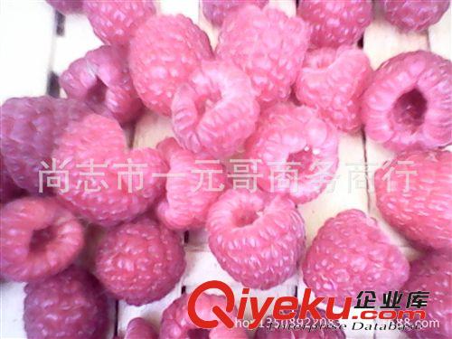 預售紅樹莓果樹苗 覆盆子樹苗 馬林苗   當年結果 包郵快遞原始圖片3