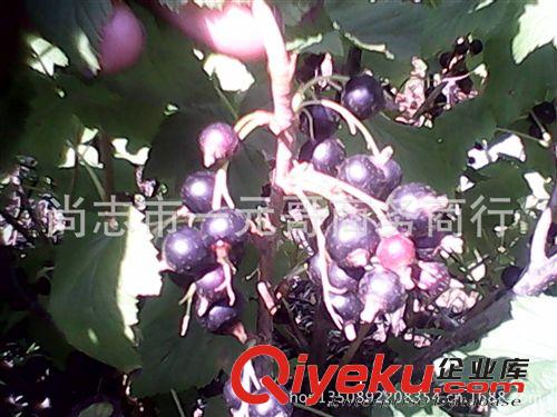 預售黑加侖苗 果樹苗 黑醋栗樹苗    當年結果 包郵快遞