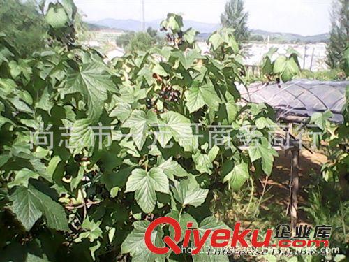 預售黑加侖苗 果樹苗 黑醋栗樹苗    當年結果 包郵快遞