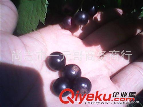預售黑加侖苗 果樹苗 黑醋栗樹苗    當年結果 包郵快遞