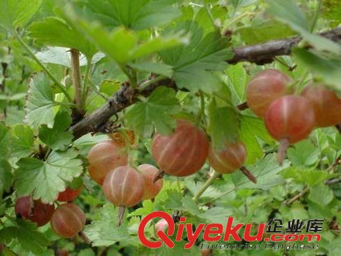 預售黑加侖苗 果樹苗 黑醋栗樹苗    當年結果 包郵快遞