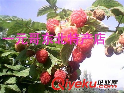 暫售銷(xiāo)售.自產(chǎn)雙季紅樹(shù)莓鮮果 馬林  托卜 托樸  新鮮水果 新摘的